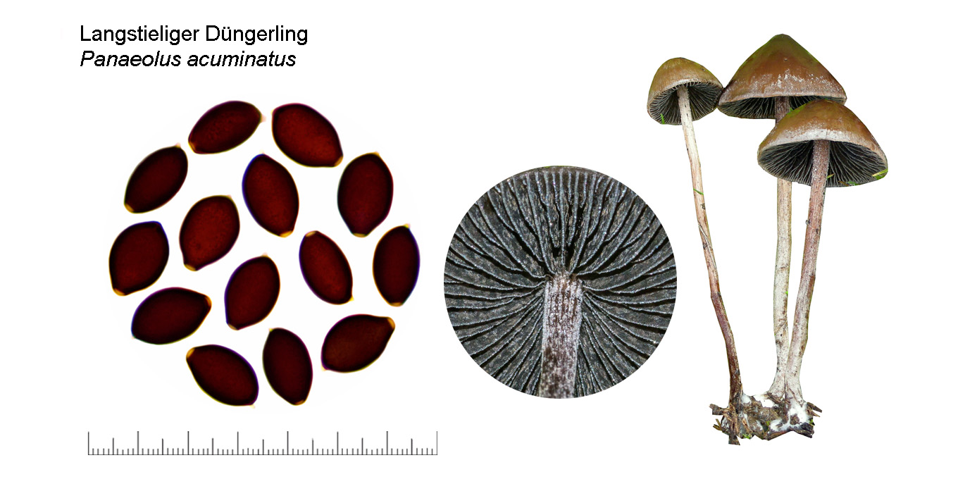 Panaeolus acuminatus, Langstieliger Düngerling