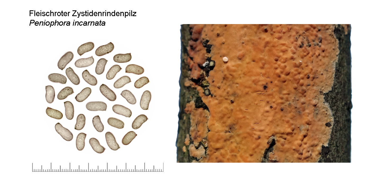 Peniophora incarnata, Fleischroter Zystidenpilz