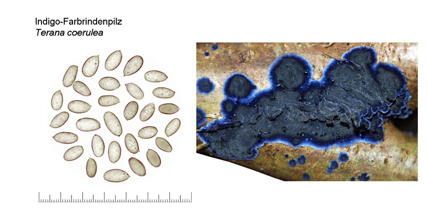 Terana coerulea, Indigo-Farbrindenpilz