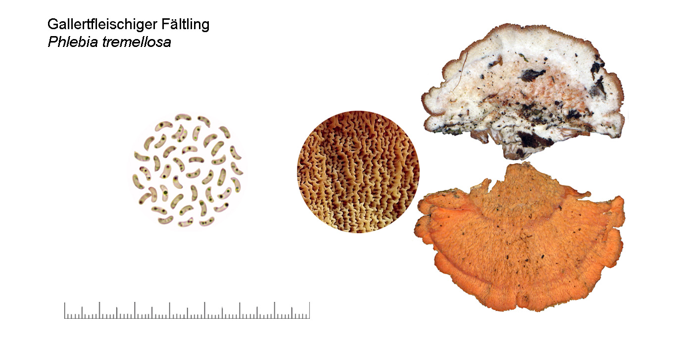 Phlebia tremellosa, Gallertfleischiger Fältling