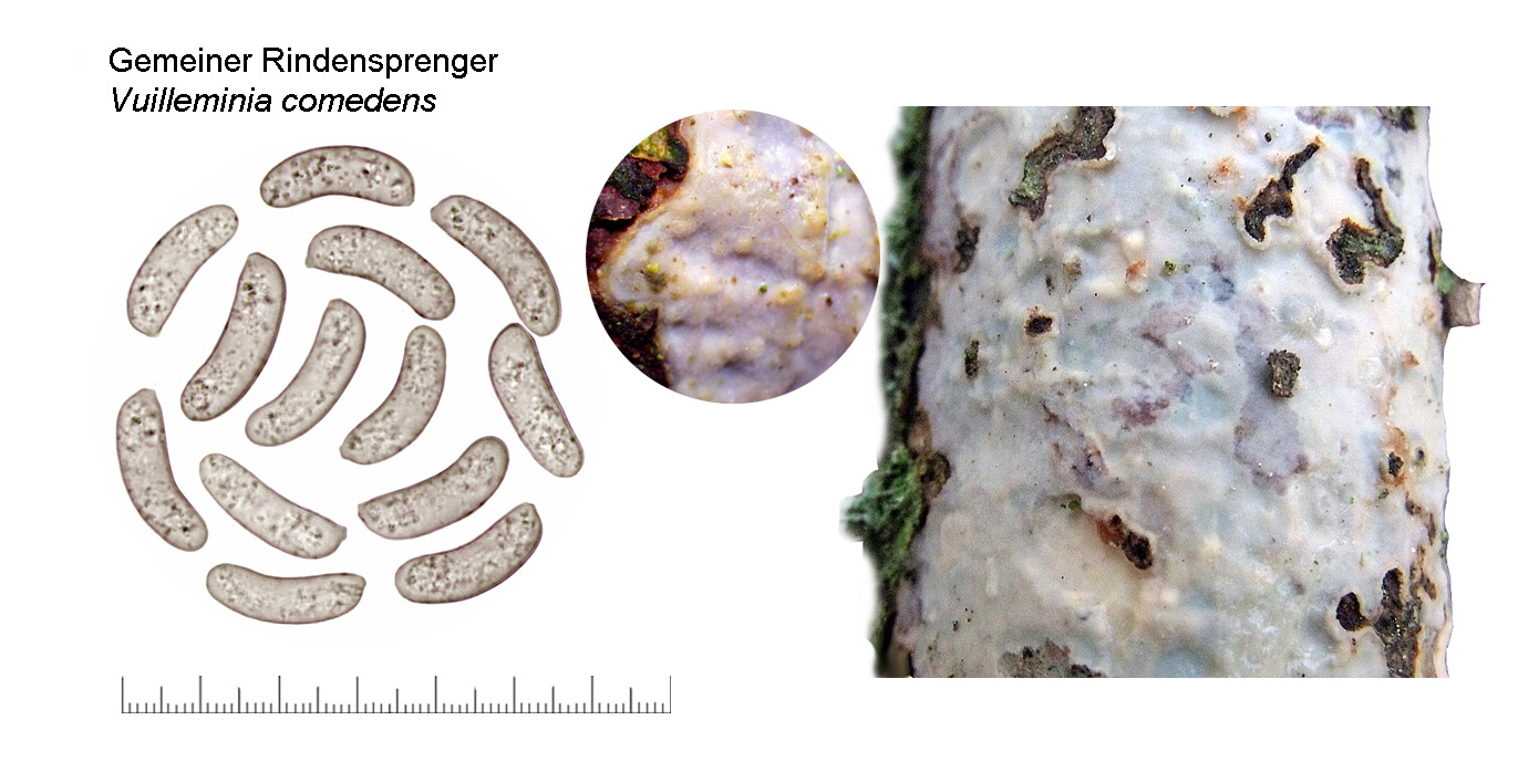 Vuilleminia comedens, Gemeiner Rindensprenger