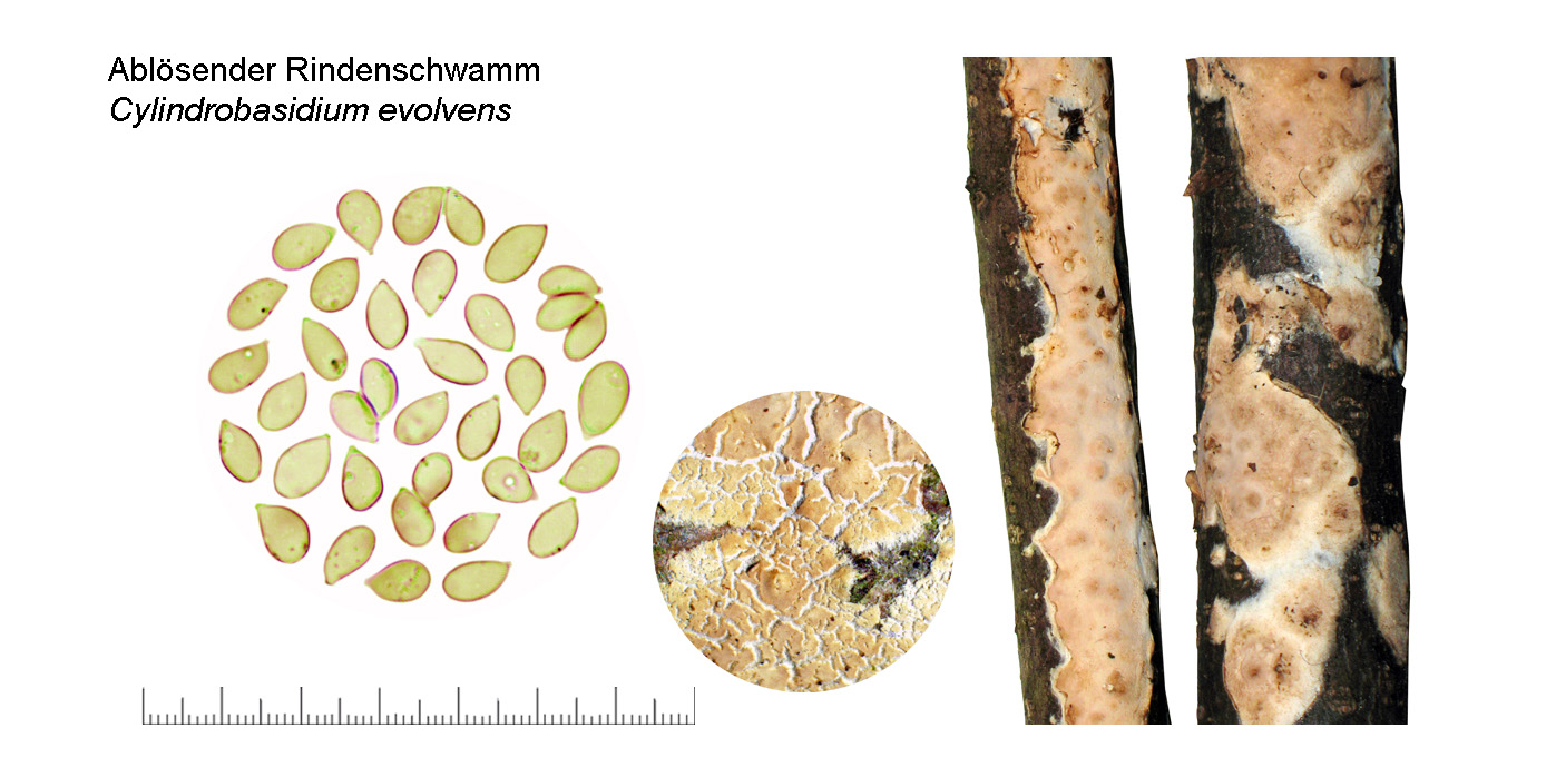 Cylindrobasidium evolvens, Ablösender Rindenschwamm