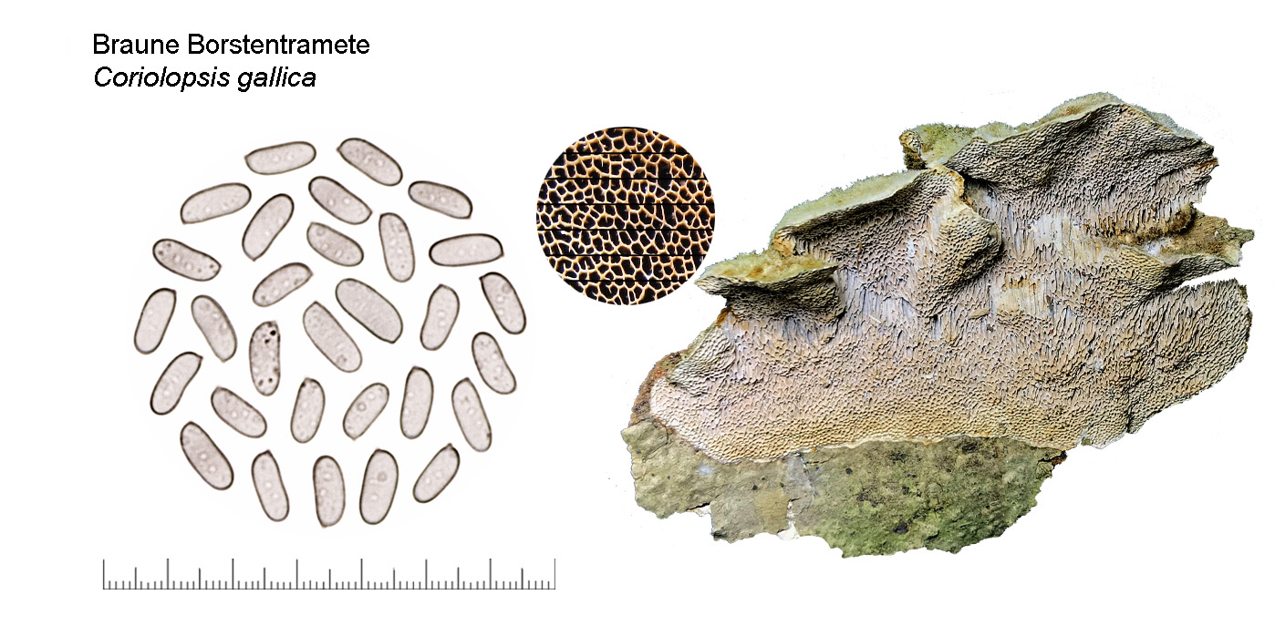 Coriolopsis gallica, Braune Borstentramete