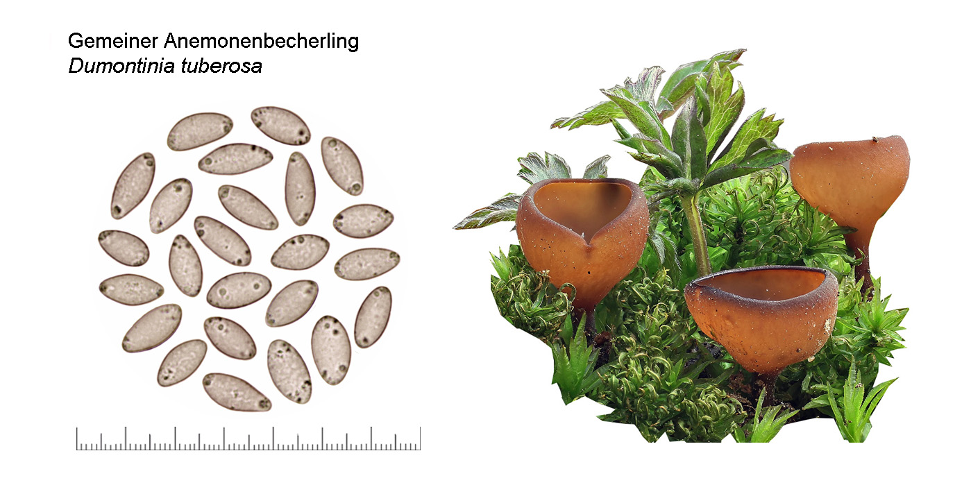 Dumontinia tuberosa , Gemeiner Anemonenbecherling