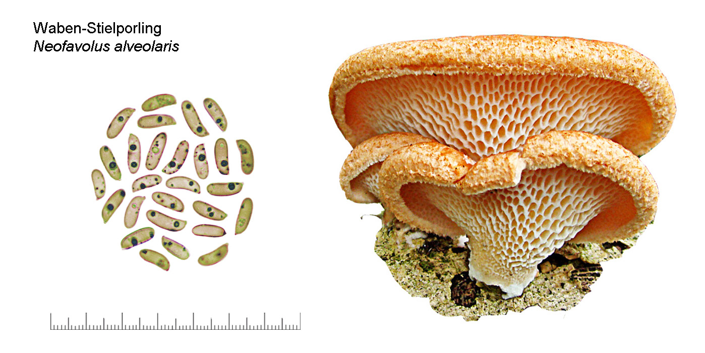 Neofavolus alveolaris, Waben-Stielporling