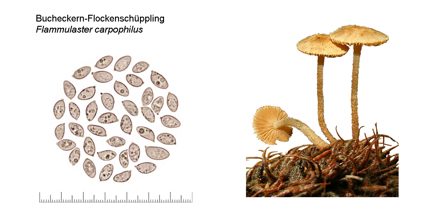 Flammulaster carpophilus, Bucheckern-Flockenschppling