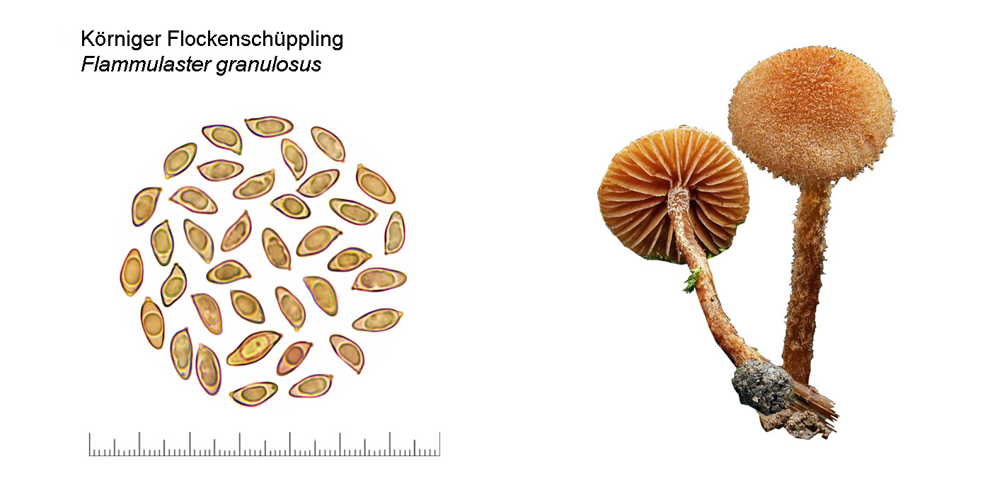 Flammulaster granulosus, Krniger Flockenschppling