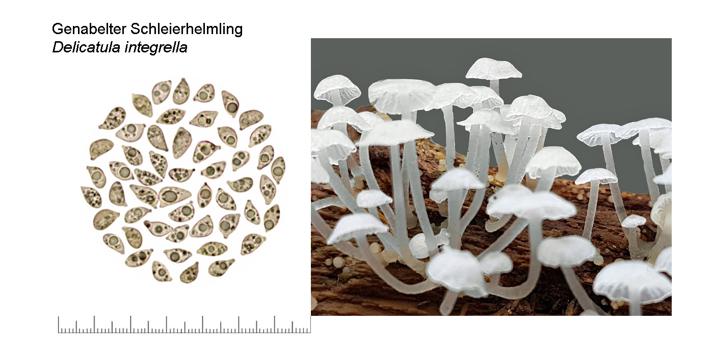 Delicatula integrella, Genabelter Schleierhelmling