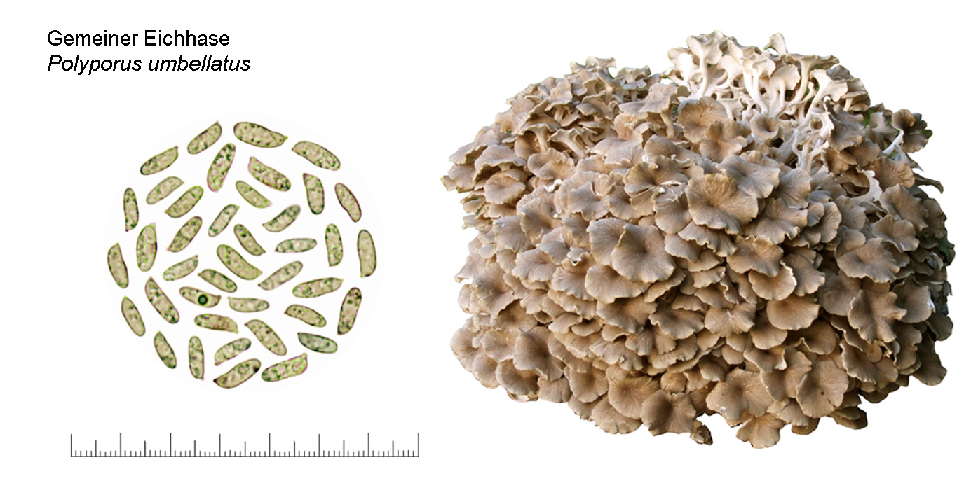 Polyporus umbellatus, Gemeiner Eichhase