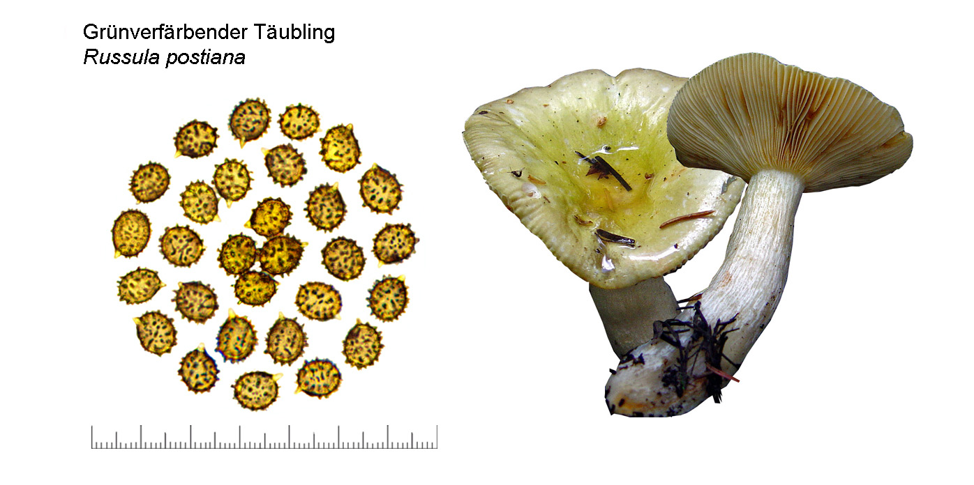 Russula postiana, Grünverfärbender Täubling