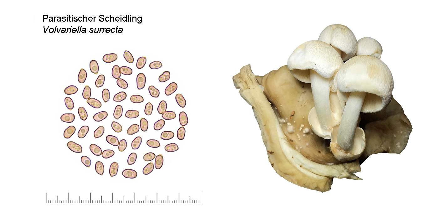 Volvariella surrecta, Parasitischer Scheidling