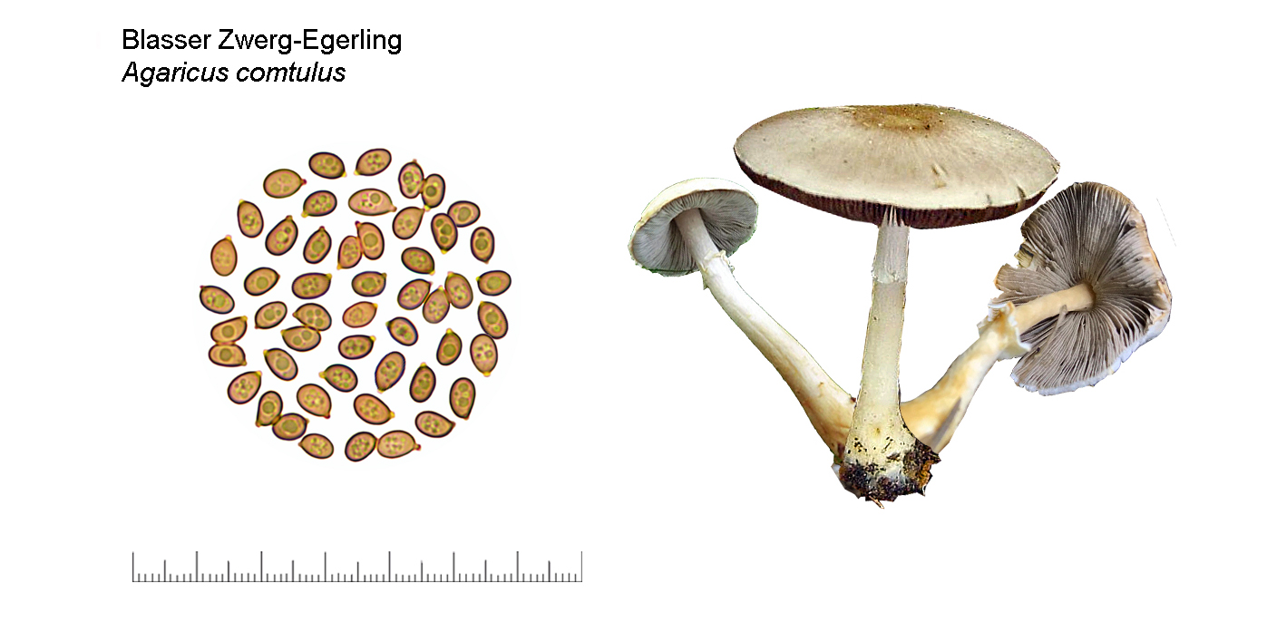 Agaricus comtulus, Blasser Zwerg-Egerling