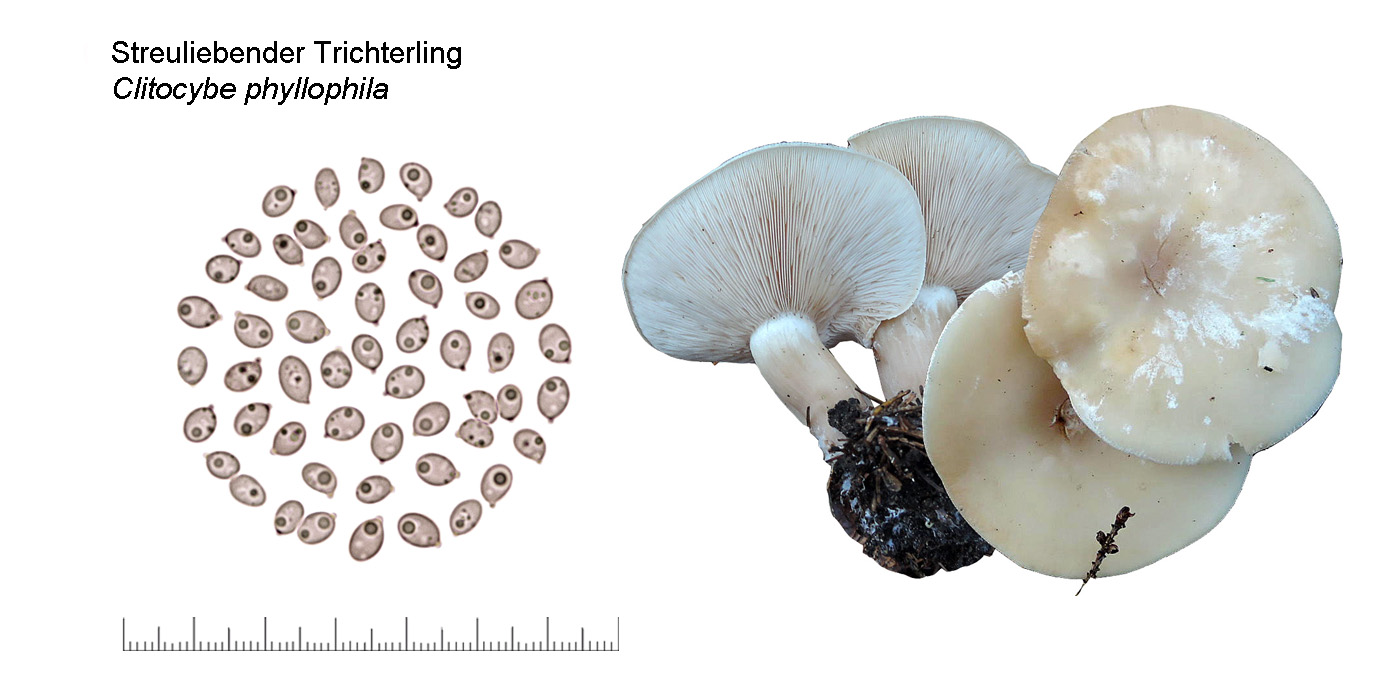 Clitocybe phyllophila, Bleiweiße Firnis-Trichterling