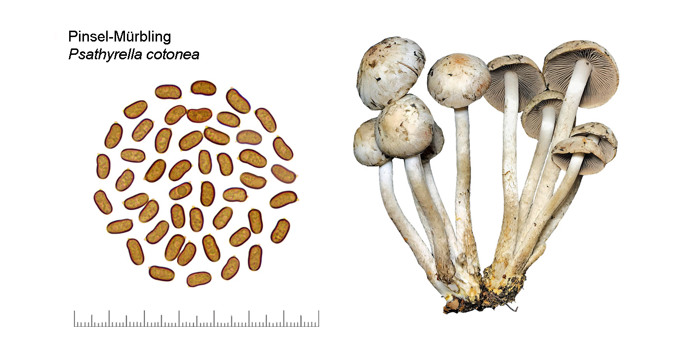 Psathyrella cotonea, Pinsel-Mrbling