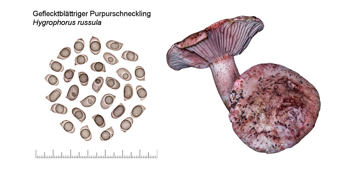 Hygrophorus russula, Geflecktblttriger Purpurschneckling