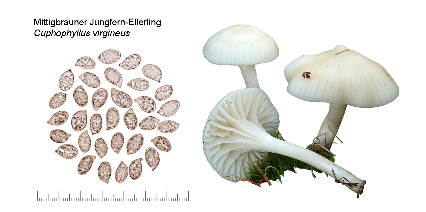 Cuphophyllus virgineus, Mittigbrauner Jungfern-Ellerling
