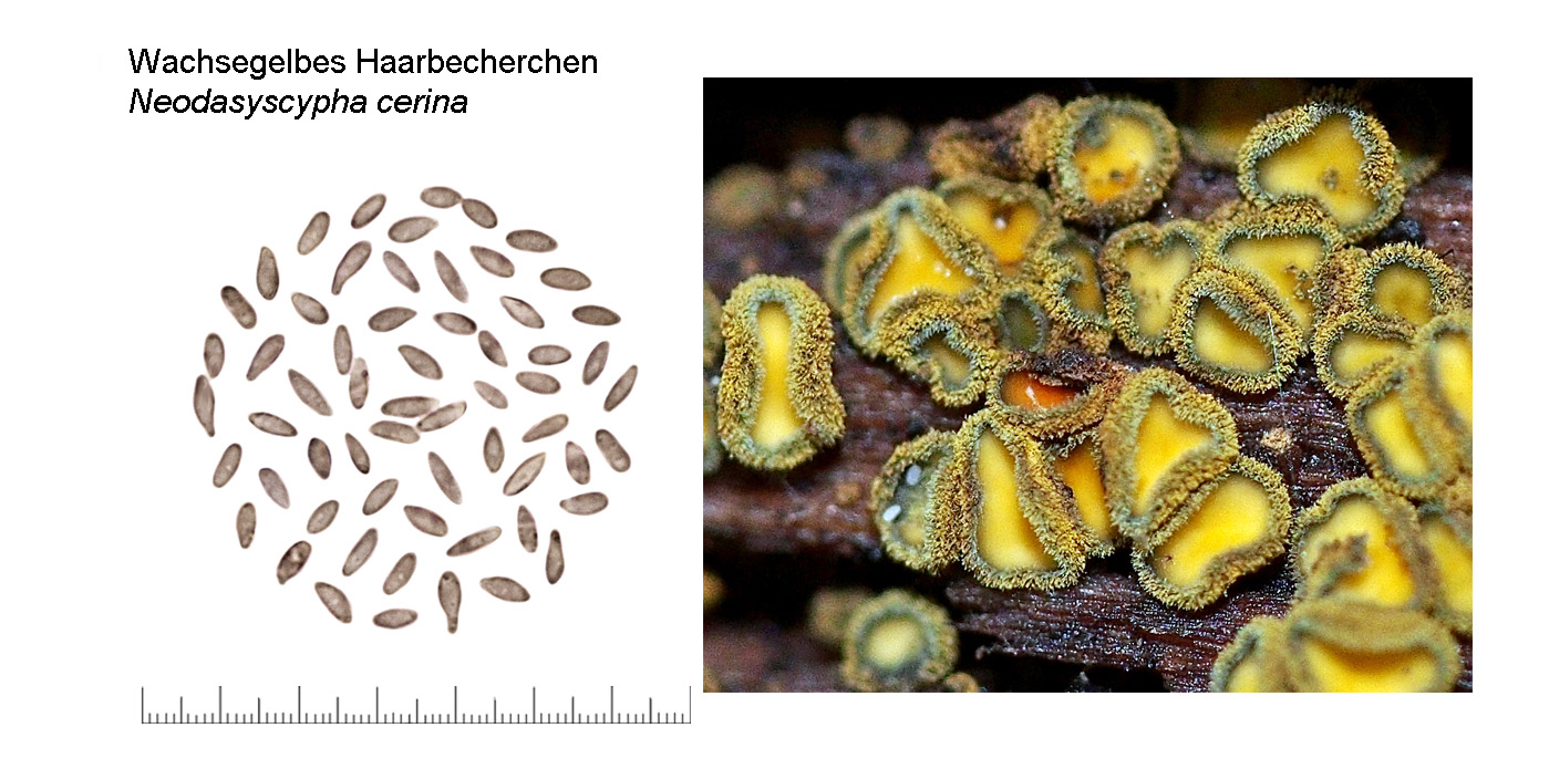 Neodasyscypha cerina, Wachsegelbes Haarbecherchen