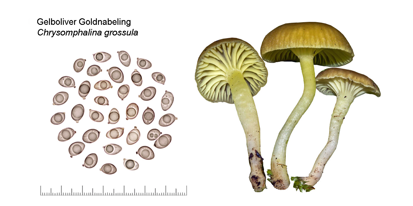 Chrysomphalina grossula, Gelboliver Goldnabeling