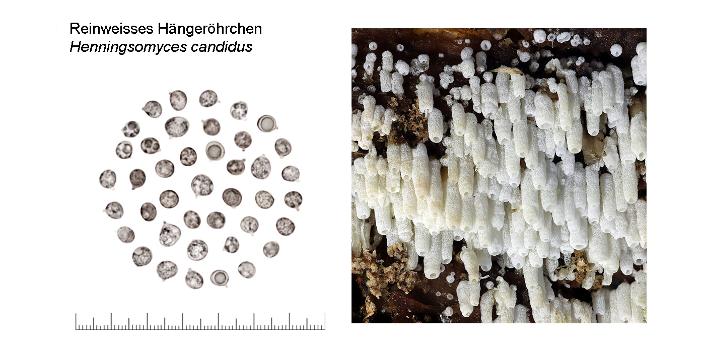 Henningsomyces candidus, Reinweisses Hngerhrchen