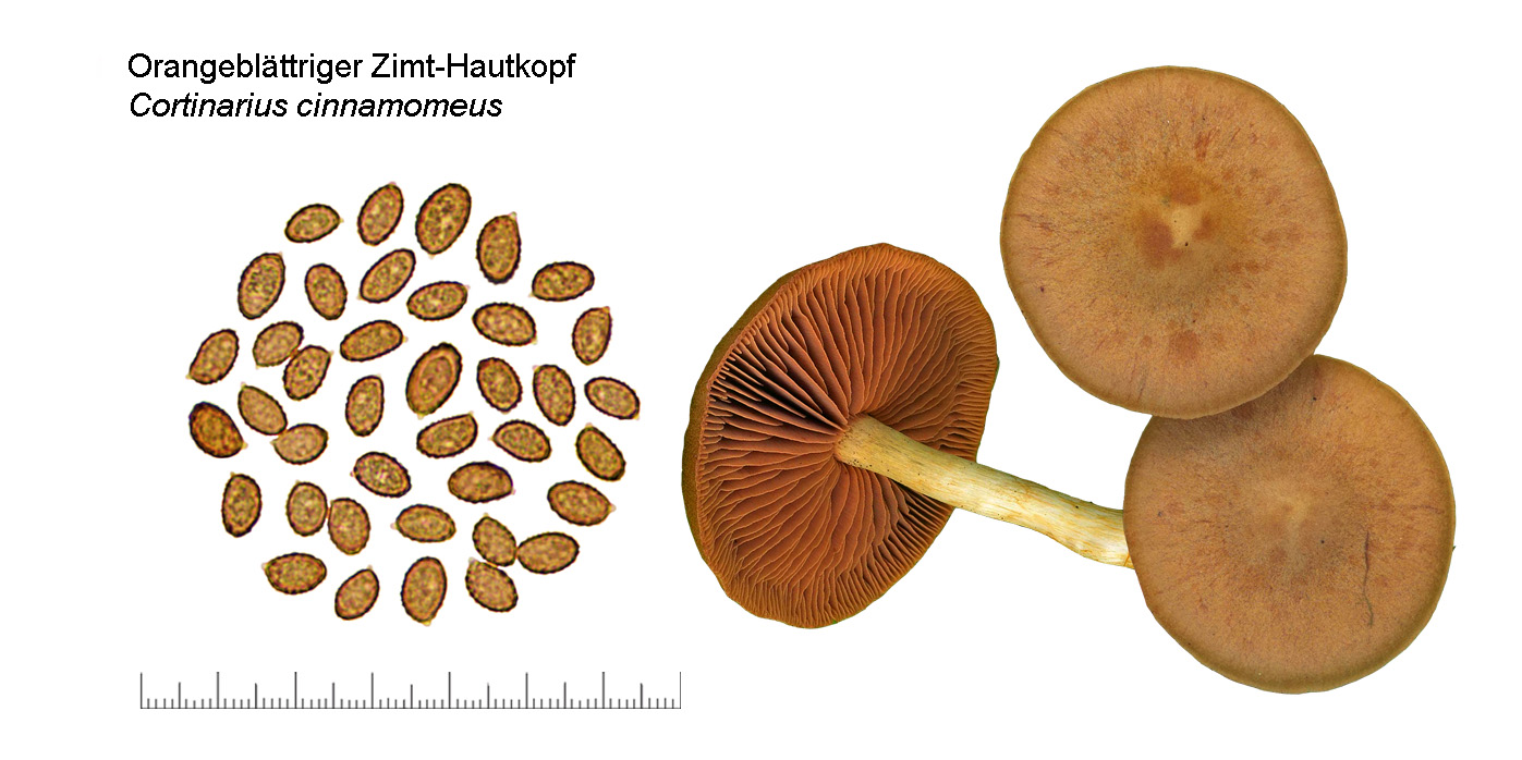 Cortinarius cinnamomeus, Orangeblättriger Zimt-Hautkopf