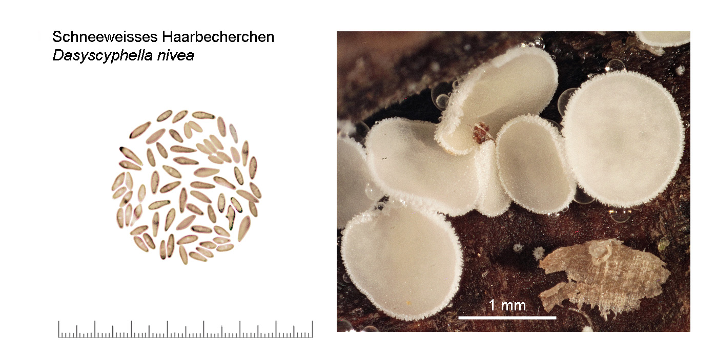 Dasyscyphella nivea, Schneeweisses Haarbecherchen