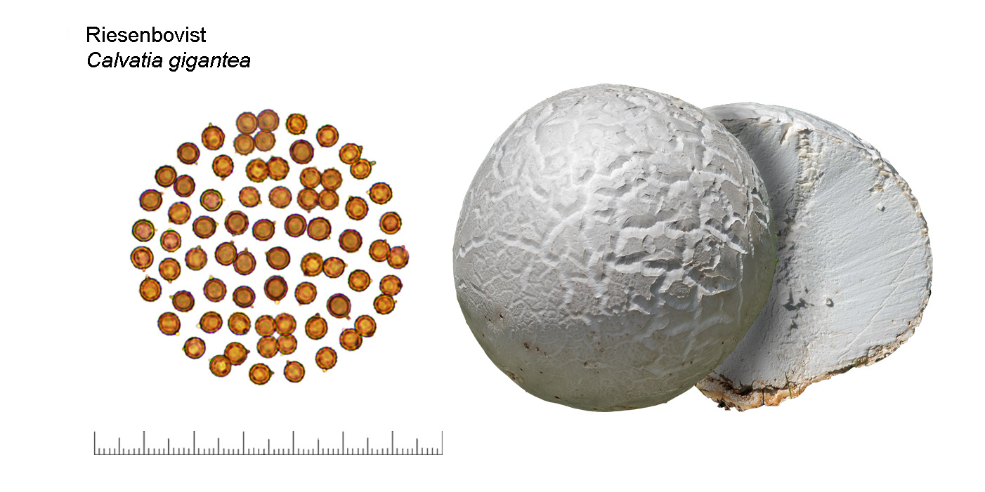 Calvatia gigantea, Riesenbovist