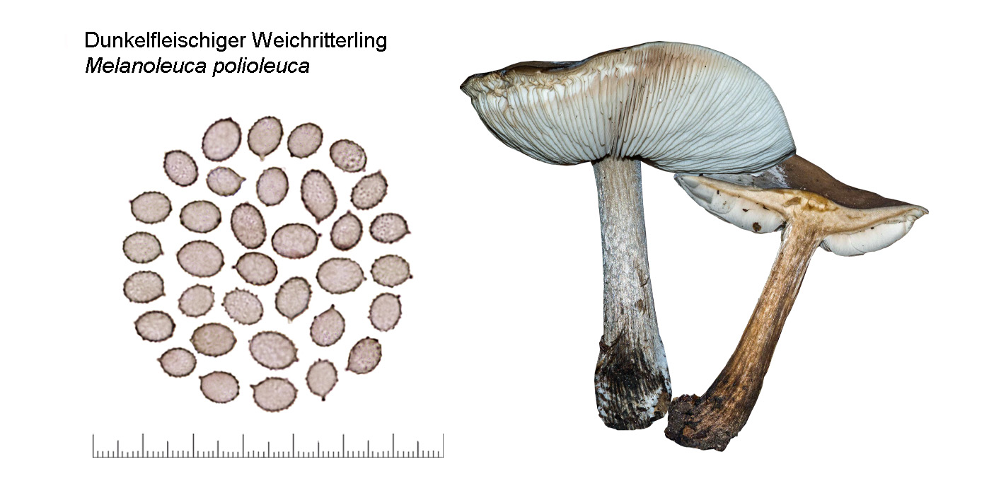 Melanoleuca polioleuca, Dunkelfleischiger Weichritterling