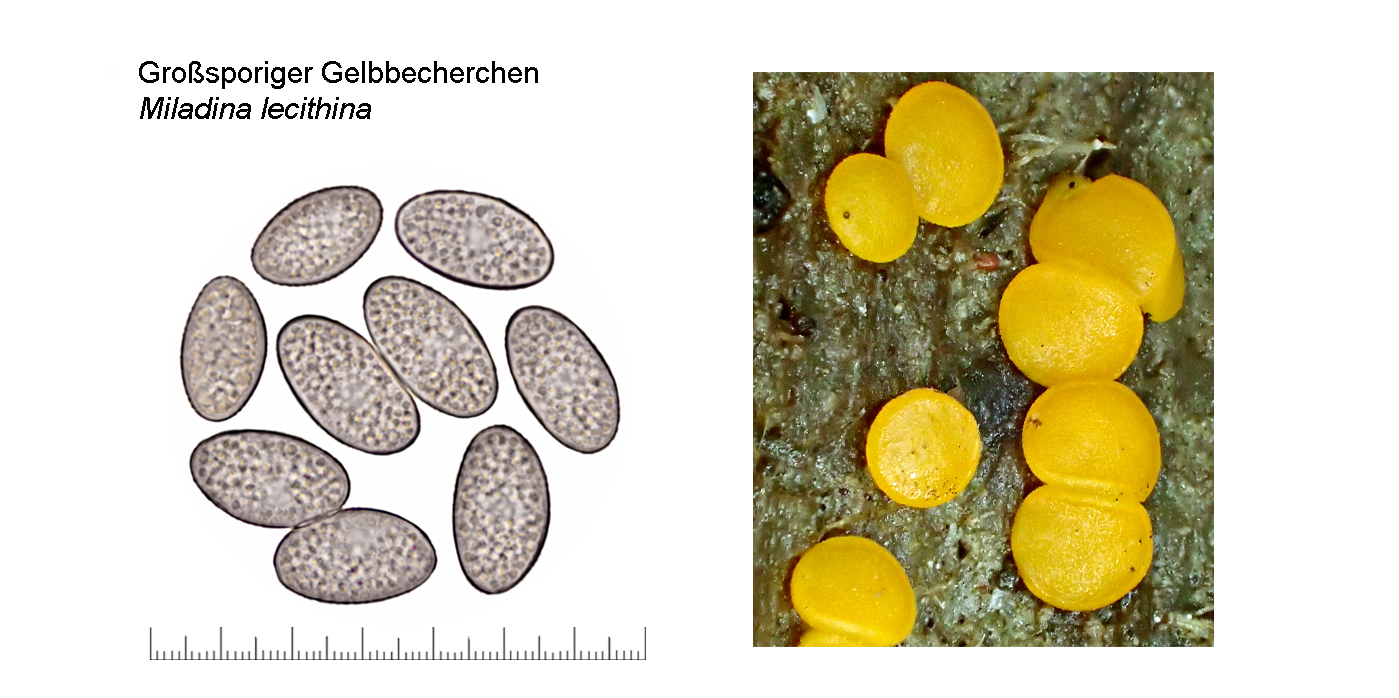 Miladina lecithina, Grosporiger Gelbbecherchen