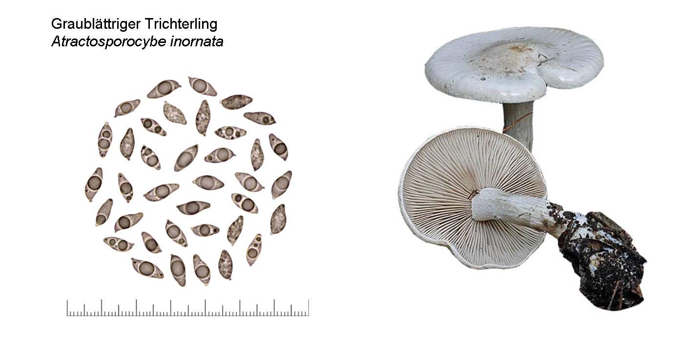 Atractosporocybe inornata, Graublttriger Trichterling