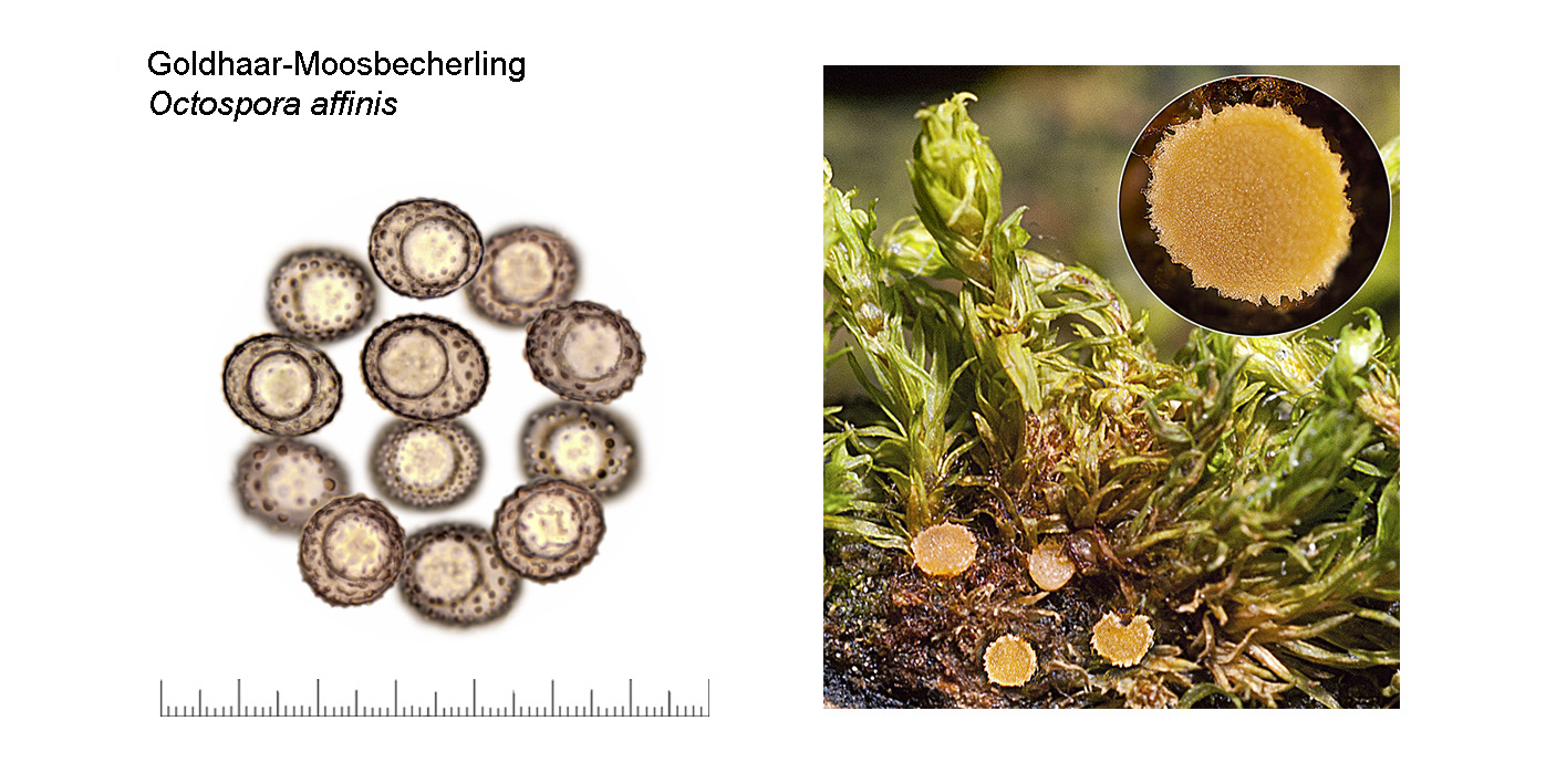 Octospora affinis, Goldhaar-Moosbecherling