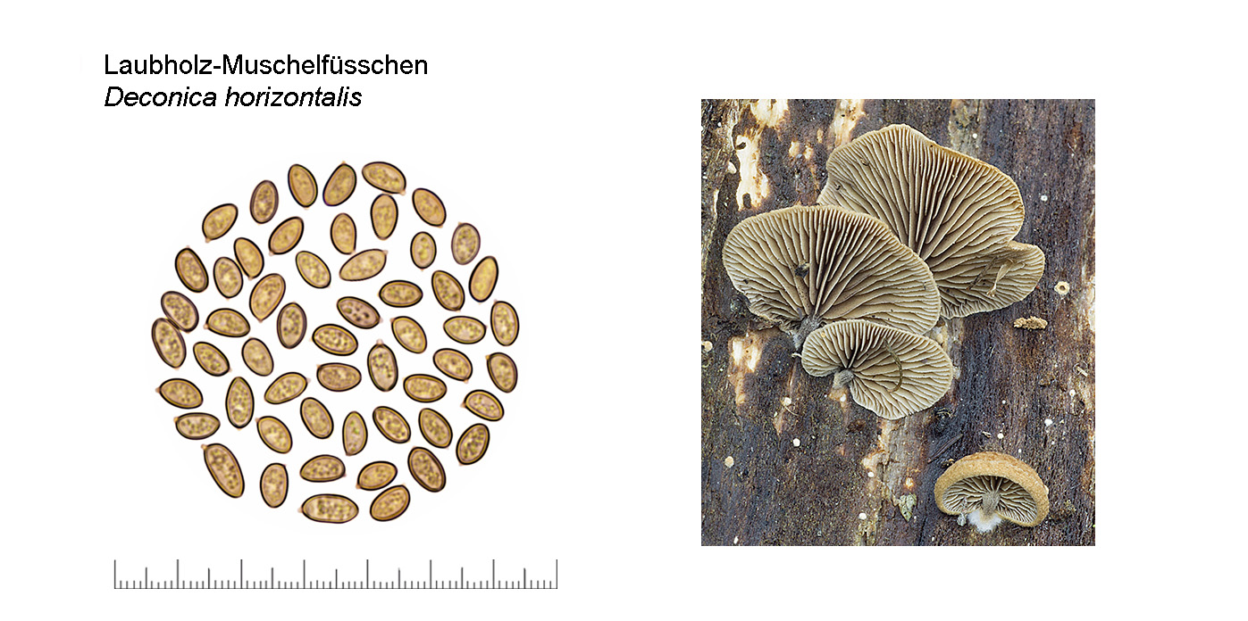 Deconica horizontalis, Laubholz-Muschelfsschen