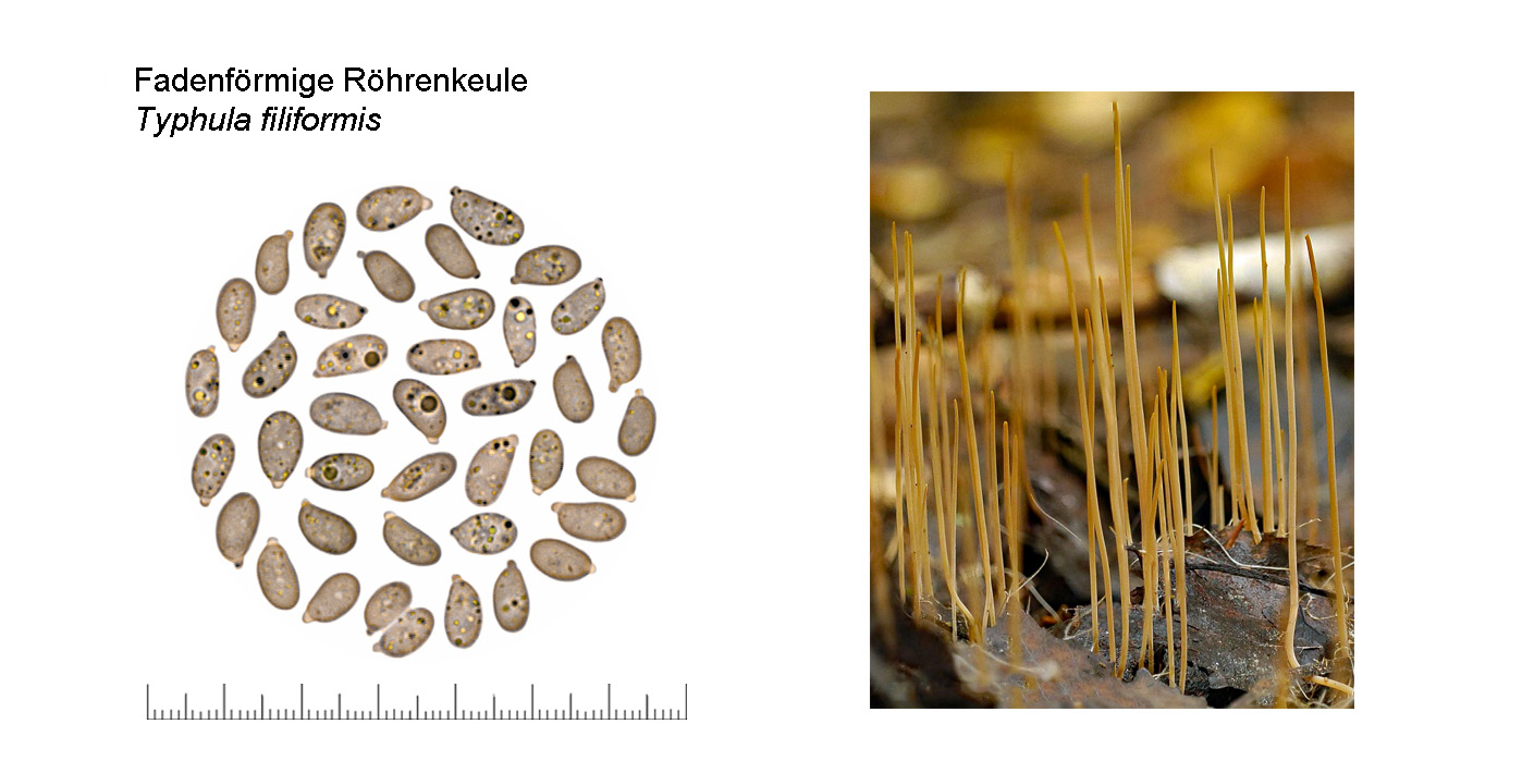Typhula filiformis, Fadenförmige Röhrenkeule
