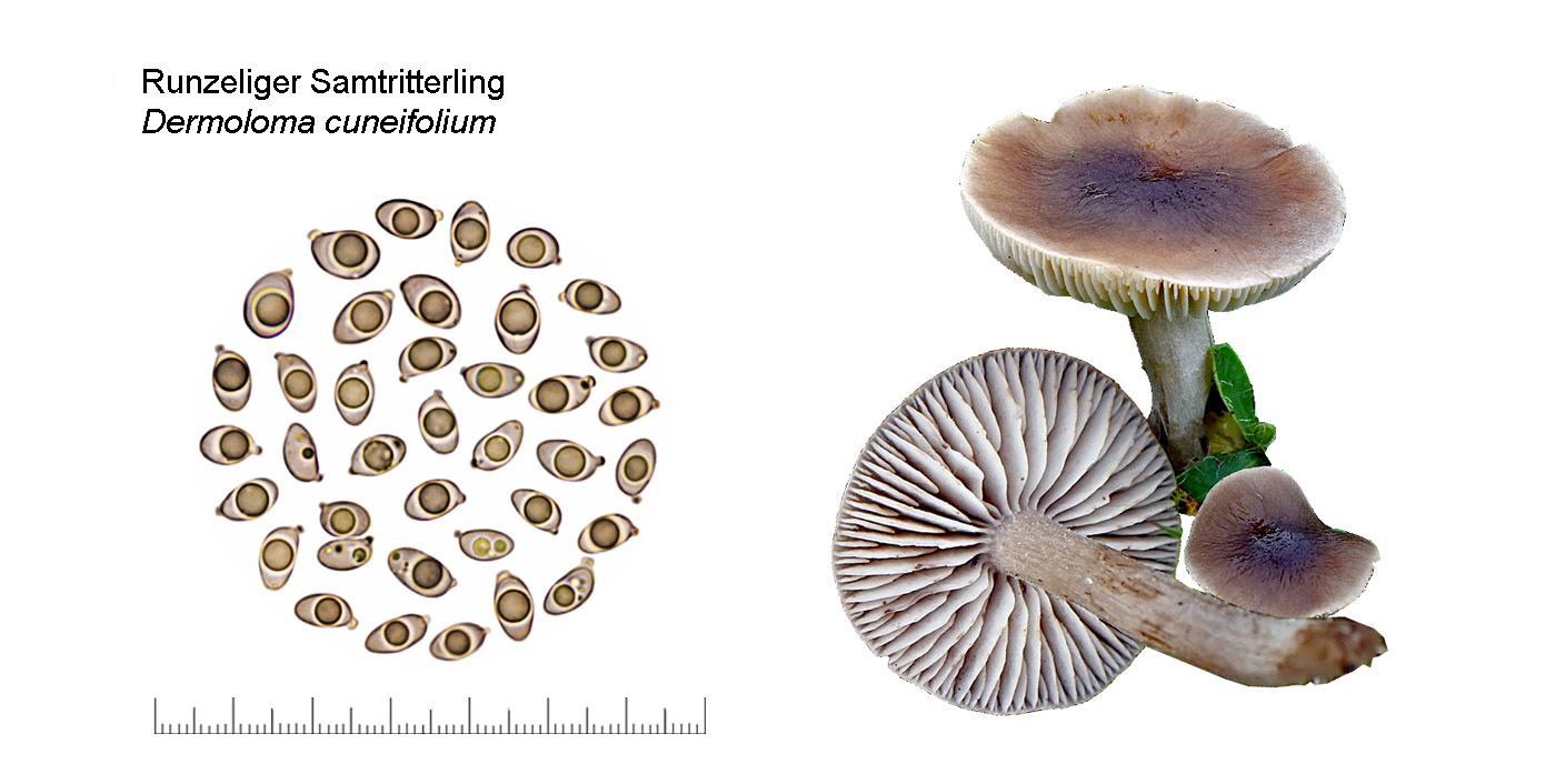 Dermoloma cuneifolium, Runzeliger Samtritterling