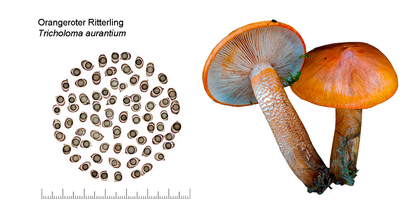Tricholoma aurantium, Orangeroter Ritterling
