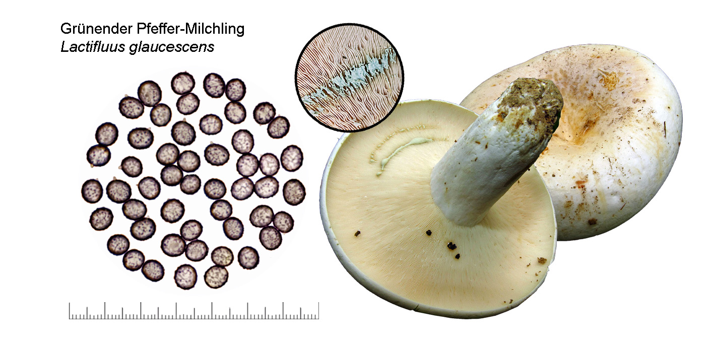 Lactifluus glaucescens, Grnender Pfeffermilchling