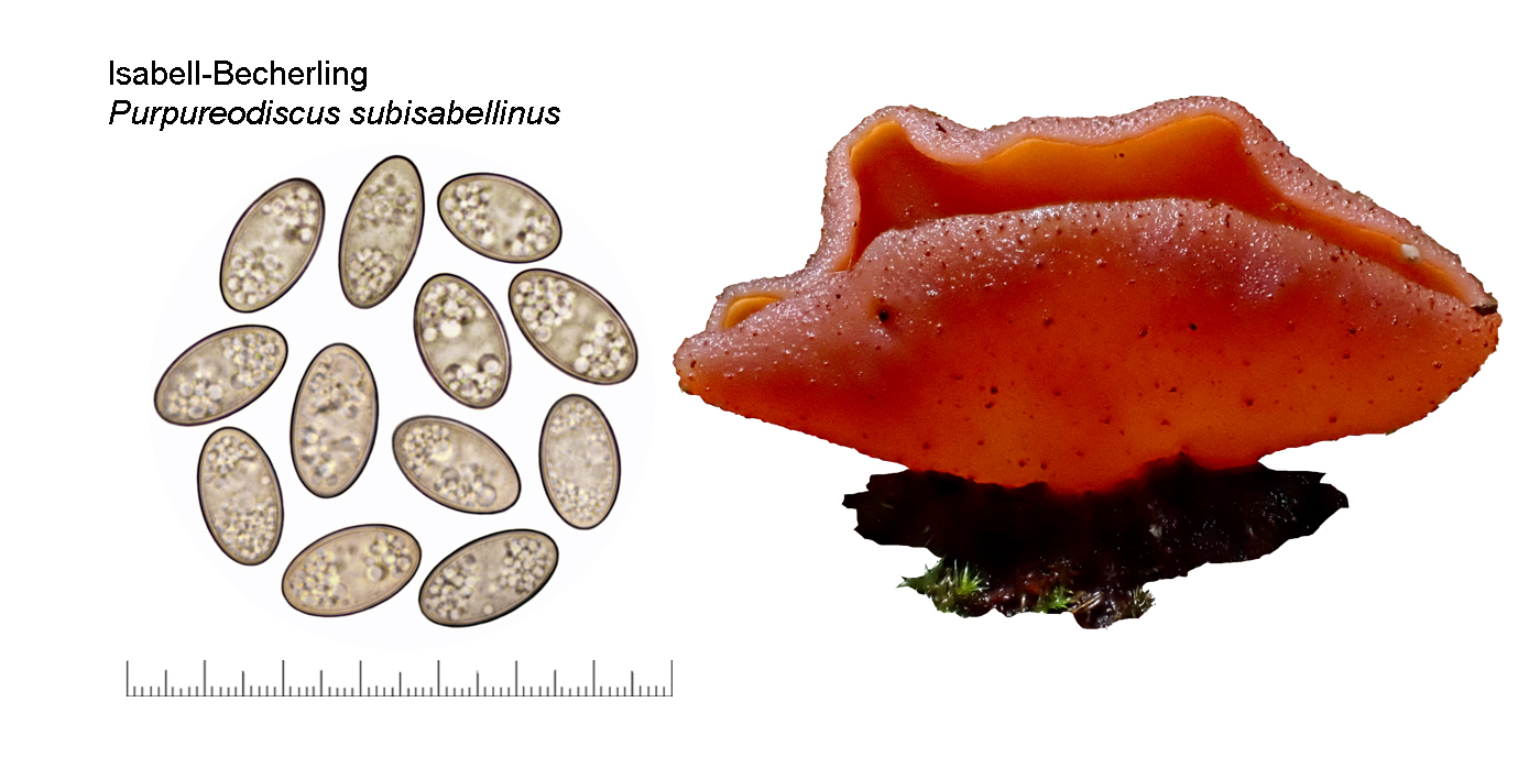Purpureodiscus subisabellinus, Isabell-Becherling