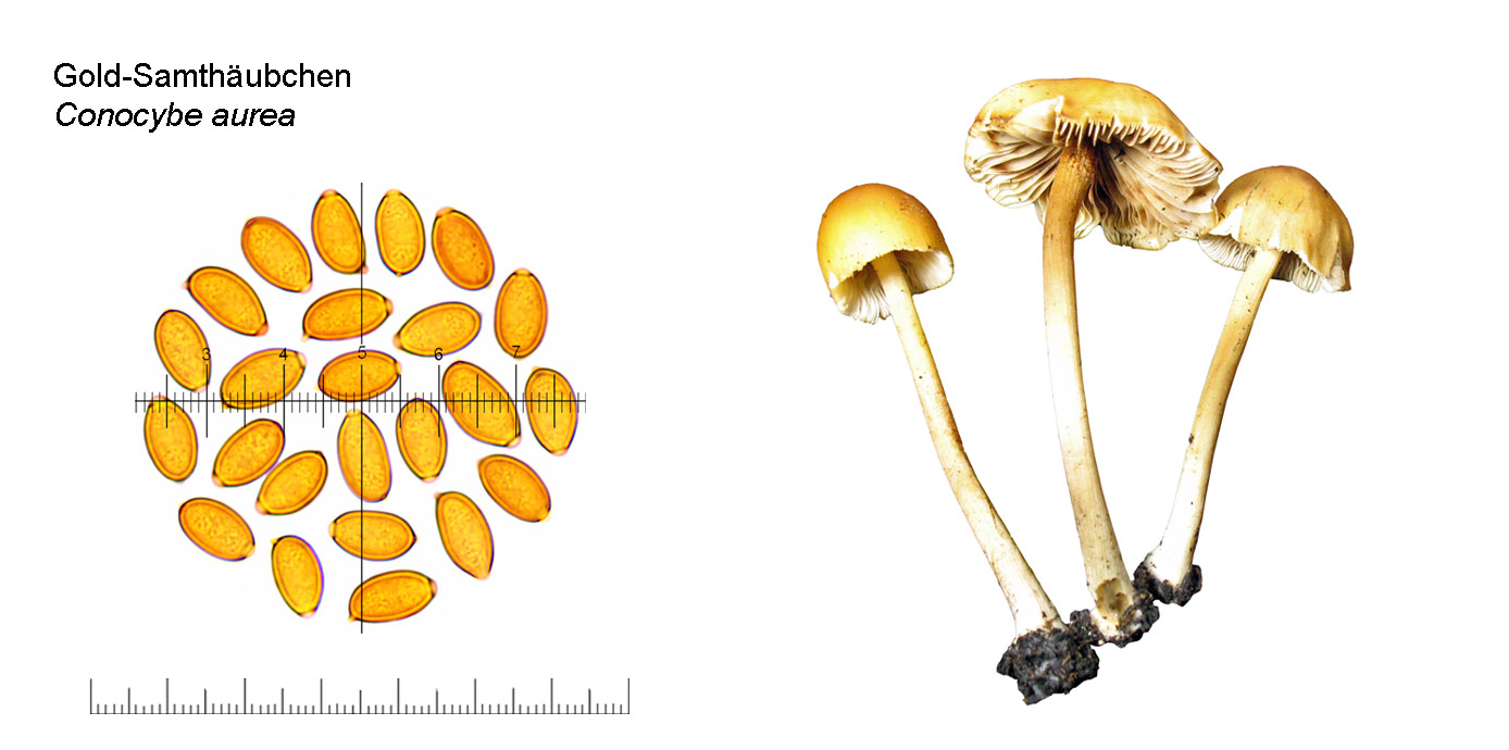 Conocybe aurea, Gold-Samthäubchen