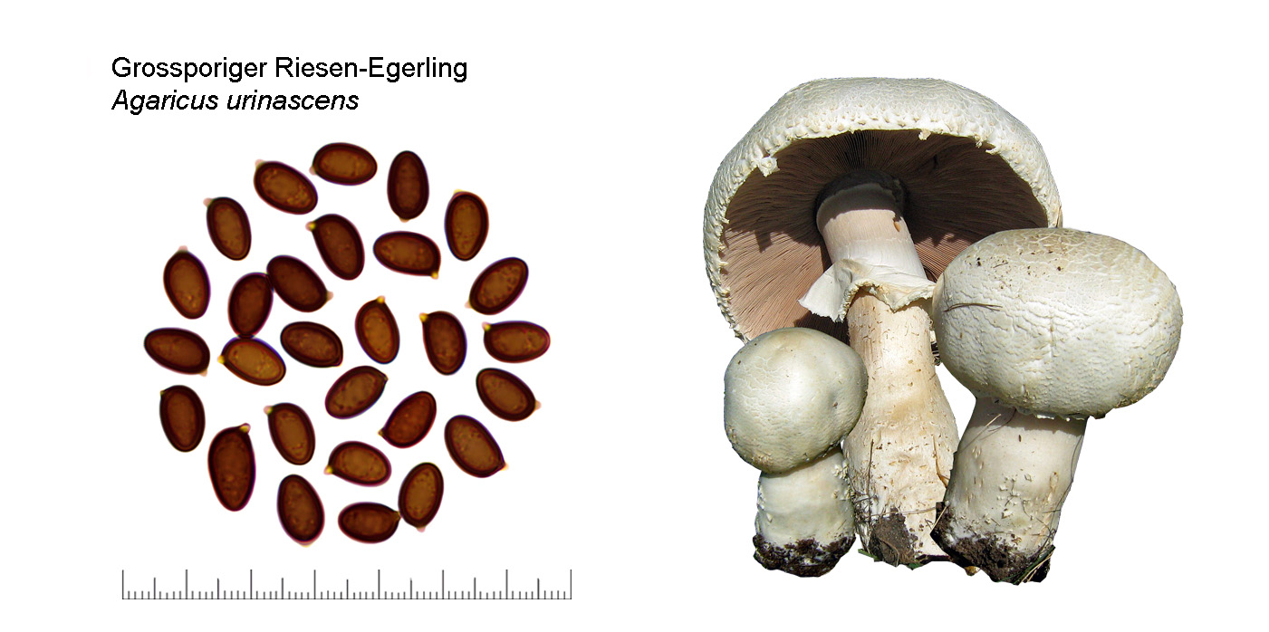 Agaricus urinascens, Grossporiger Riesen-Egerling