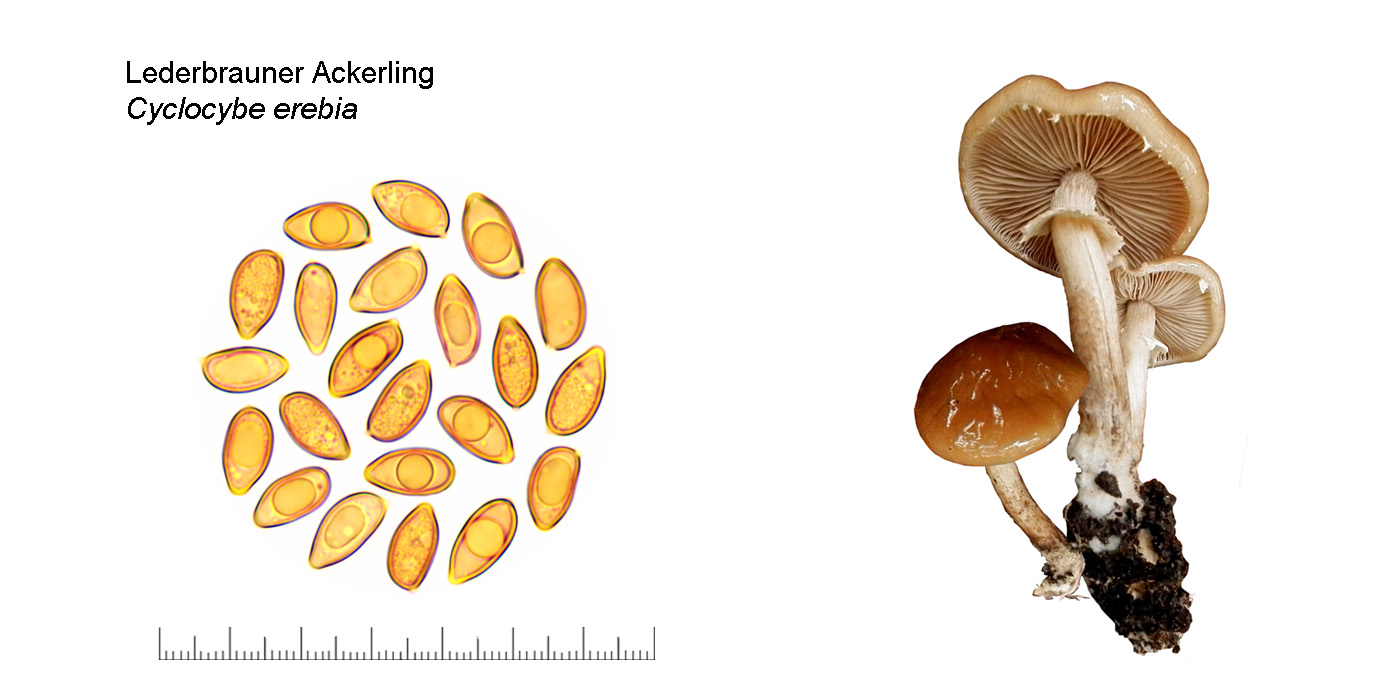 Cyclocybe erebia, Lederbrauner Ackerling